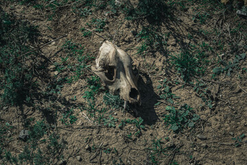 Canine skull laying in a desert.