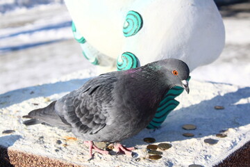 Dove Close-up Beautiful Pigeon with Bright Feathers and Wings and Eyes, Sharp Beak Curiously Looking at Camera and Pecking Food