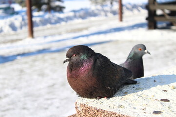 Dove Close-up Beautiful Pigeon with Bright Feathers and Wings and Eyes, Sharp Beak Curiously Looking at Camera and Pecking Food