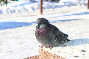 Dove Close-up Beautiful Pigeon with Bright Feathers and Wings and Eyes, Sharp Beak Curiously Looking at Camera and Pecking Food