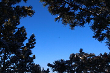 Pine tree tops against blue sky