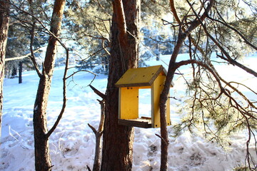 Bird feeder in winter pine parkland