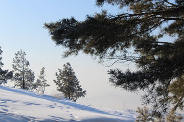 Pine Fir Tree Branches covered with White Frost and Snow in Winter 