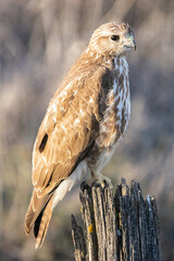 A Common buzzard (Buteo buteo) Perched. It is a medium-to-large bird of prey which has a large range. A member of the genus Buteo, it is a member of the family Accipitridae