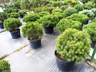 Pine seedlings grow in plastic containers. In the garden shopping center.