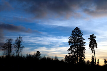 Obraz premium Beautiful sunset in the forest with trees silhouette in the dark.