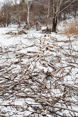 deforestation in winter in snow, fallen tree