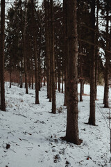 Pine trunks in the snow, winter forest