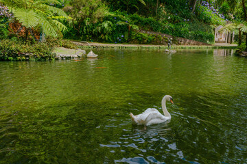 Botanical garden at Funchal, Madeira