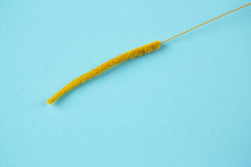 wheat on a blue background