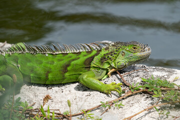 Obraz premium Green iguana