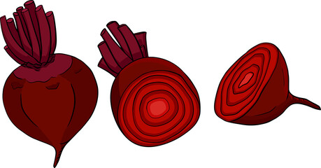Beetroot, hand drawn colored vector illustration. Red beetroot whole, cut, slice.