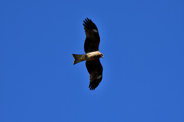 Obraz premium トビ