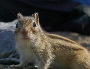 Beautiful chipmunk living in the forest