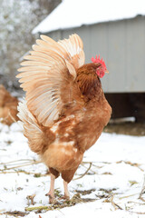 hen spreading her wings