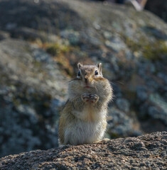portrait of a beautiful chipmunk living in the forest