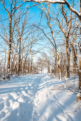 Trees in the forest in winter, snow paths. Beautiful landscape