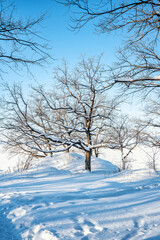 Fototapeta na wymiar A winter wonderland with beautiful snow and a lonely tree, a beautiful natural landscape