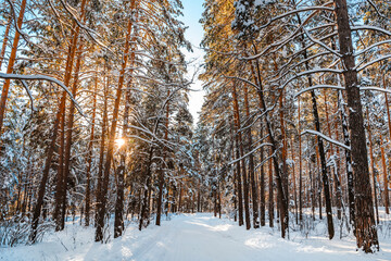 Pine trees covered with snow on frosty sunny day in winter. Wonderful winter panorama, snowy forest concept