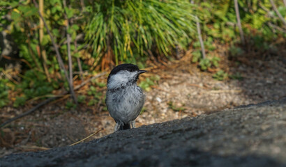 portrait of a little tit in a black hat
