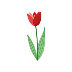 Tulip flower cute vector illustration drawn in flat style