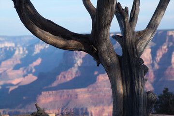 Grand Canyon with a tree on the bank