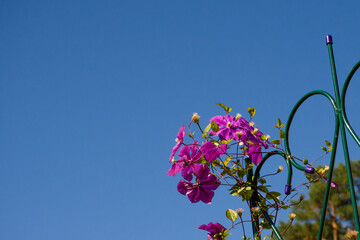 Large-flowered purple clematis against the blue sky. Climbing flowers with copy space