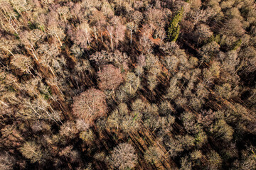 Aerial shot of autumnal mixed temperate forest with bare trees and fallen leaves