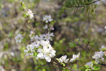 tree flowers in spring