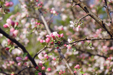 pink tree flower blossom in spring