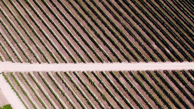 Shooting video in the vineyards with a dji drone. Summer time, grapes, ranks, harvesting, flying over, mountains, winery.