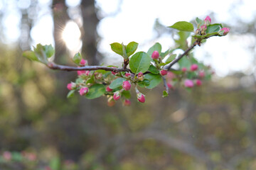 tree blossom in spring
