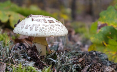 Toadstool mushroom white amanita Amanita citrina. A toxic, poisonous and hallucinogenic mushroom in needles and leaves against the background of an autumn forest. Selective focus, blurred background.