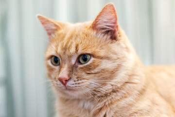 domestic cat sitting on the couch close-up