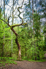 The trunk of a dead winding tree against the background of a spring forest, Varnikai Cognitive Trail, Lithuania