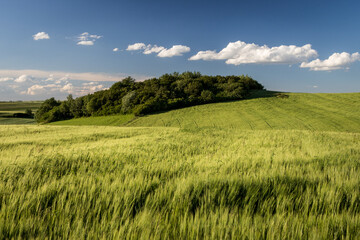Wiosenne zboża © d2