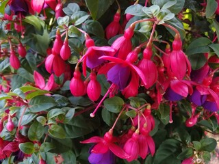 Fuchsia 'Purple Patch'