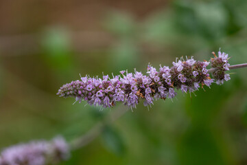 Blooming purple Mentha suaveolens in sunlight close-up photo. Fluffy mint plant with small lilac flowers on a sunny summer day macro photography. A flowering plant with pink flowers.