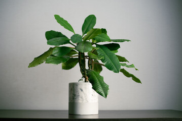 Green home plant on the table in minimalism design room interior