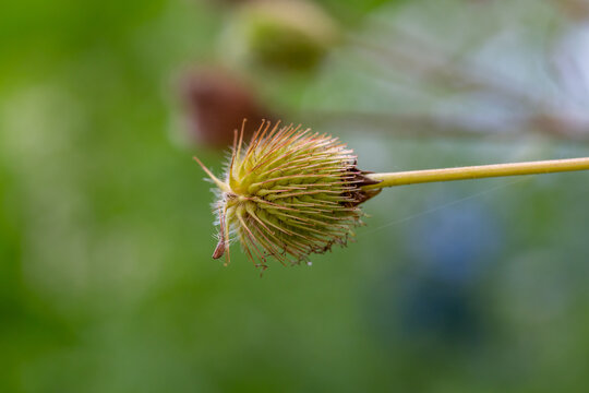 Wood avens plant on a green background on a summer day macro photography. Geum flowers close-up photo in summertime. 