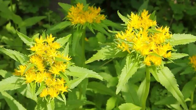 Medicinal plant Golden root, Rhodiola rosea. 
Crassulaceae family. Rhodiola rosea in the form of tea is used to relieve fatigue, overwork, to increase performance and stamina.