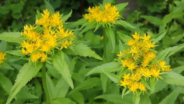 Medicinal plant Golden root, Rhodiola rosea. 
Crassulaceae family. Rhodiola rosea in the form of tea is used to relieve fatigue, overwork, to increase performance and stamina.