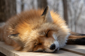 宮城蔵王キツネ村 © 德丸力蔵