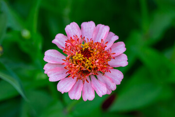 Blossom pink zinnia flower on a green background on a summer day macro photography. Blooming zinnia with purple petals close-up photo in summertime.