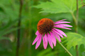 Blooming purple coneflowers on a green background on a sunny summer day macro photography. Echinacea flower with bright violet petals close-up photo in summer.	