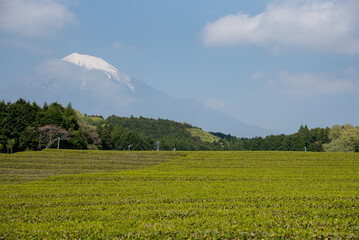 茶畑