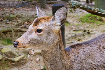  奈良公園の鹿 
Deer in Nara Park,Japan