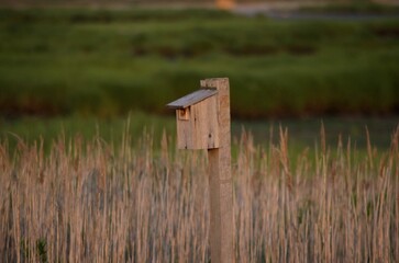 wooden bird house in wetlands
