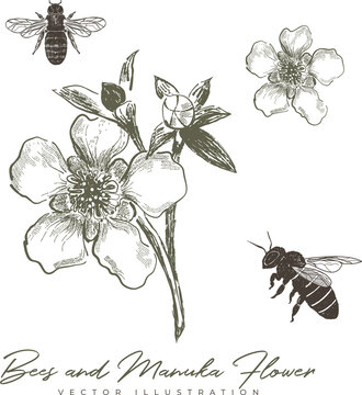 Bees And Manuka Flower Vector Hand-drawing Illustration