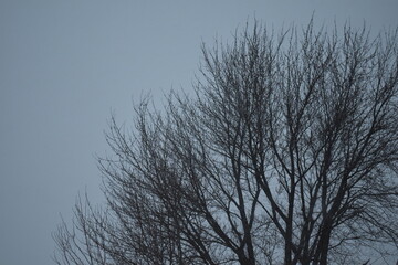Fototapeta na wymiar Bare Tree in a Snowstorm